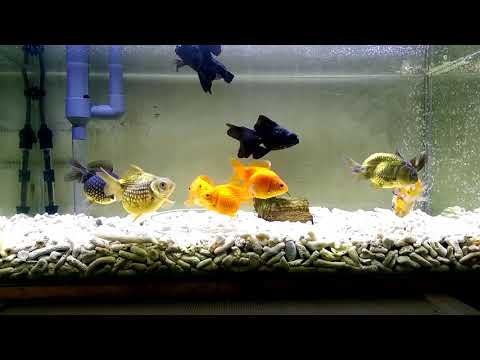 覺得養金魚裸缸很單調嗎 上部過濾 底抽浪板 珊瑚砂 健康跟著走 覺得養金魚裸缸很單調嗎 上部過濾 底抽浪板 珊瑚砂 健康跟著走