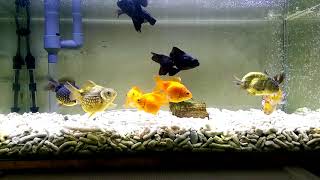 覺得養金魚裸缸很單調嗎 上部過濾 底抽浪板 珊瑚砂 Youtube 覺得養金魚裸缸很單調嗎 上部過濾 底抽浪板 珊瑚砂 Youtube