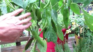 Container Gardening: The Anaheim Chili Pepper - A Mild Hot Pepper - YouTube