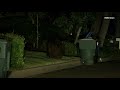 Large bear checks out several trash cans for some breakfast in Arcadia, California.