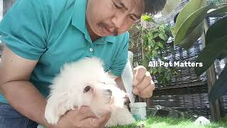 Avoid Dog Tear Stains By Cleaning And Trimming Tear Stain Dog Coat.