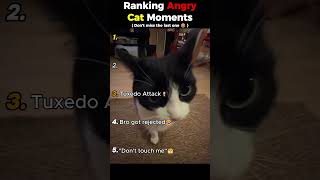 Ranking Angry Cat Moments😤 #cats #funny #shorts #funnycats #fyp