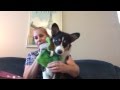 Finn the Corgi - October 2016 BarkBox