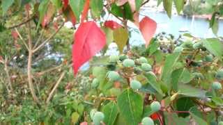 Omalanthus populifolius - Bleeding Heart - Queensland poplar HD 01