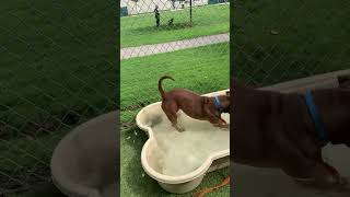 Meet Yam A Terrier, American Pit Bull Currently Available For Adoption 9122023 122154 Pm