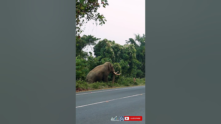 Big boss the largest tusker elephant comes on highway at buxa tiger reserve forest  | Shorts#324