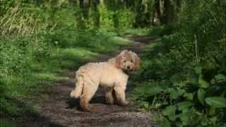 A walk in the park by Lucky Piquel 256 views 9 years ago 3 minutes, 30 seconds