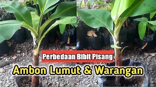 Ciri Ciri Perbedaan Bibit Pohon Pisang Ambon Lumut Hijau Dan Ambon Warangan Kuning