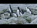 Marine Mammals - Leopard Seal, Ogre&#39;s Share | Wildlife Documentary