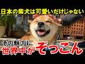 「日本の柴犬が世界一！」海外でバズりまくりの柴犬の魅力に世界が降伏！【海外の反応】