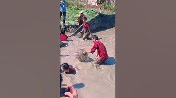 Tát mương bắt cá #langdulichsinhthaiongde #ongde #shorts