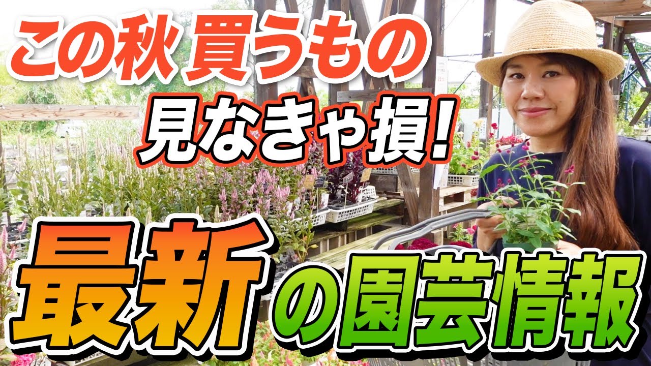 【秋の最新情報】10月〜冬にかけての”おすすめ”園芸情報をご紹介します♪【初心者向け】【ガーデニング】【園芸チャンネル】