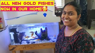Our new Gold fishes in our happy house | Colourful fish Tank setup for me