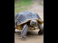 कशुआ और खरगोस की रेस #Viralvideo #Shortvideo
