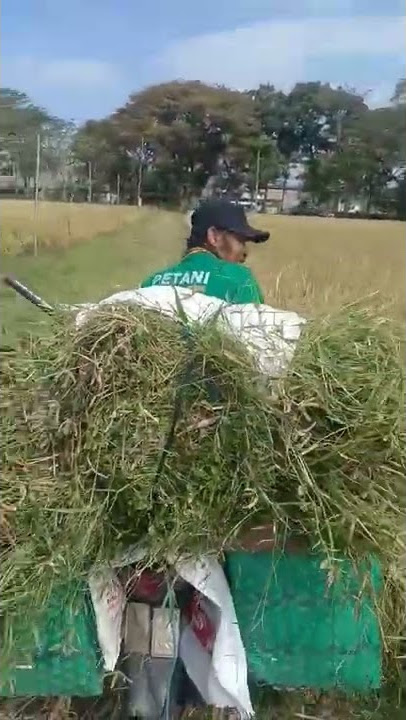 KORBAN TUTORIAL NGARIT #NGARIT #tutorial #kocak #TERNAK #sapi