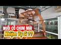Giới Thiệu Cô Chim Mái Đã Nuôi 3 Năm