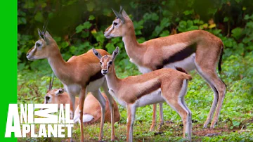 This Young Gazelle Is Healthy And Ready To Join The Herd! | The Zoo