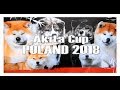 Akita Cup POLAND 2018