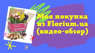 Моя покупка из Florium (видео-обзор) #туя #тюльпан #нашадача #florium #самаяудачнаядача