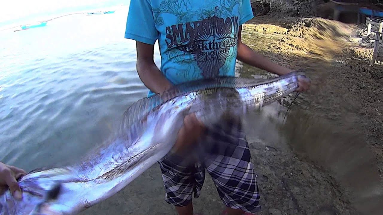 Golf 4 Less >> Cutlassfish @ Panagsama Moalboal - YouTube Golf 4 Less >> Cutlassfish @ Panagsama Moalboal - YouTube