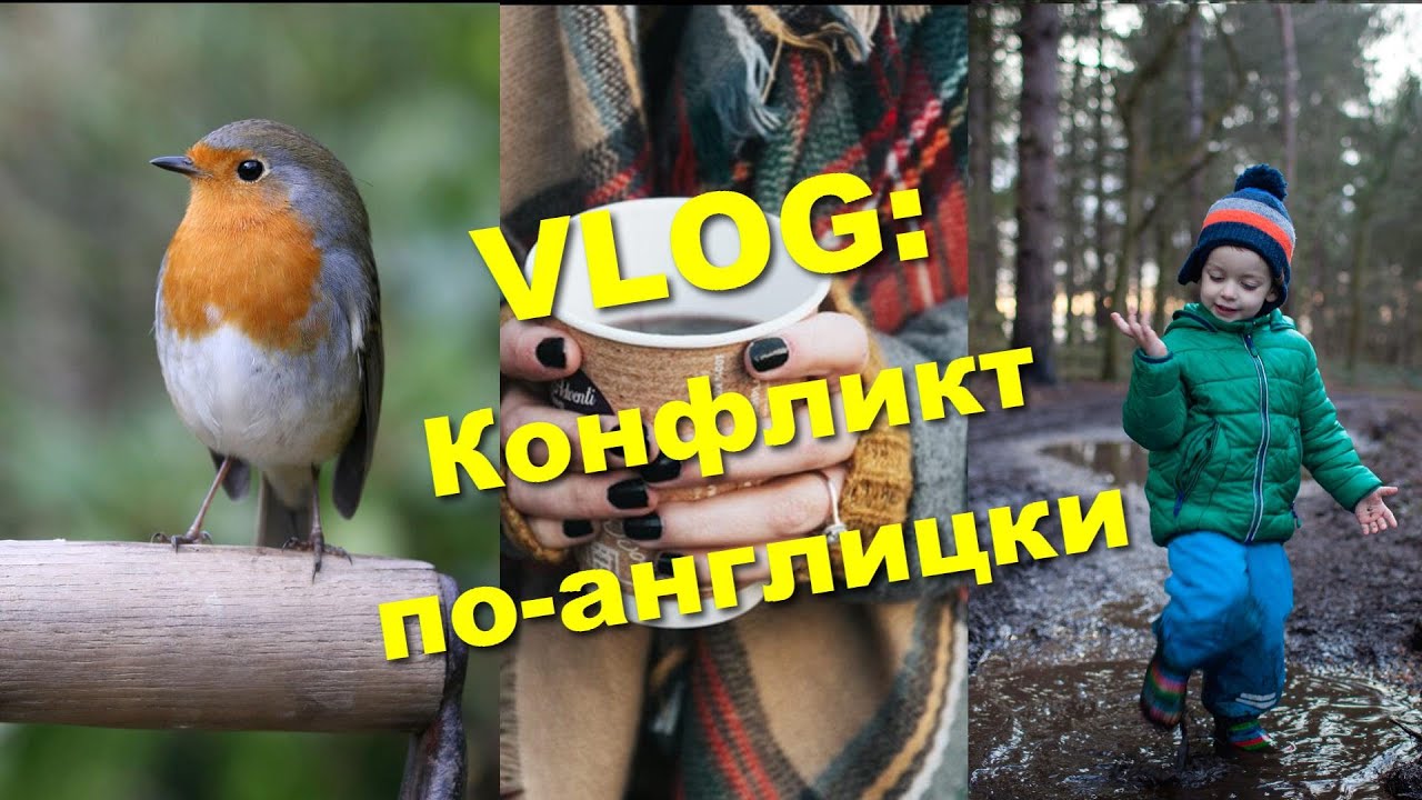 Как продавца кофе выгнали из леса, национальная птица Великобритании и ...