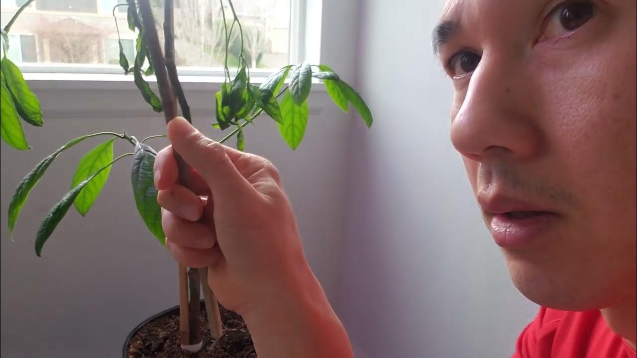 Help!! Why is my avocado tree drooping/ dying?? YouTube