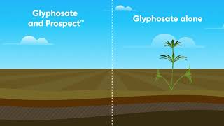 Prospect Herbicide Video