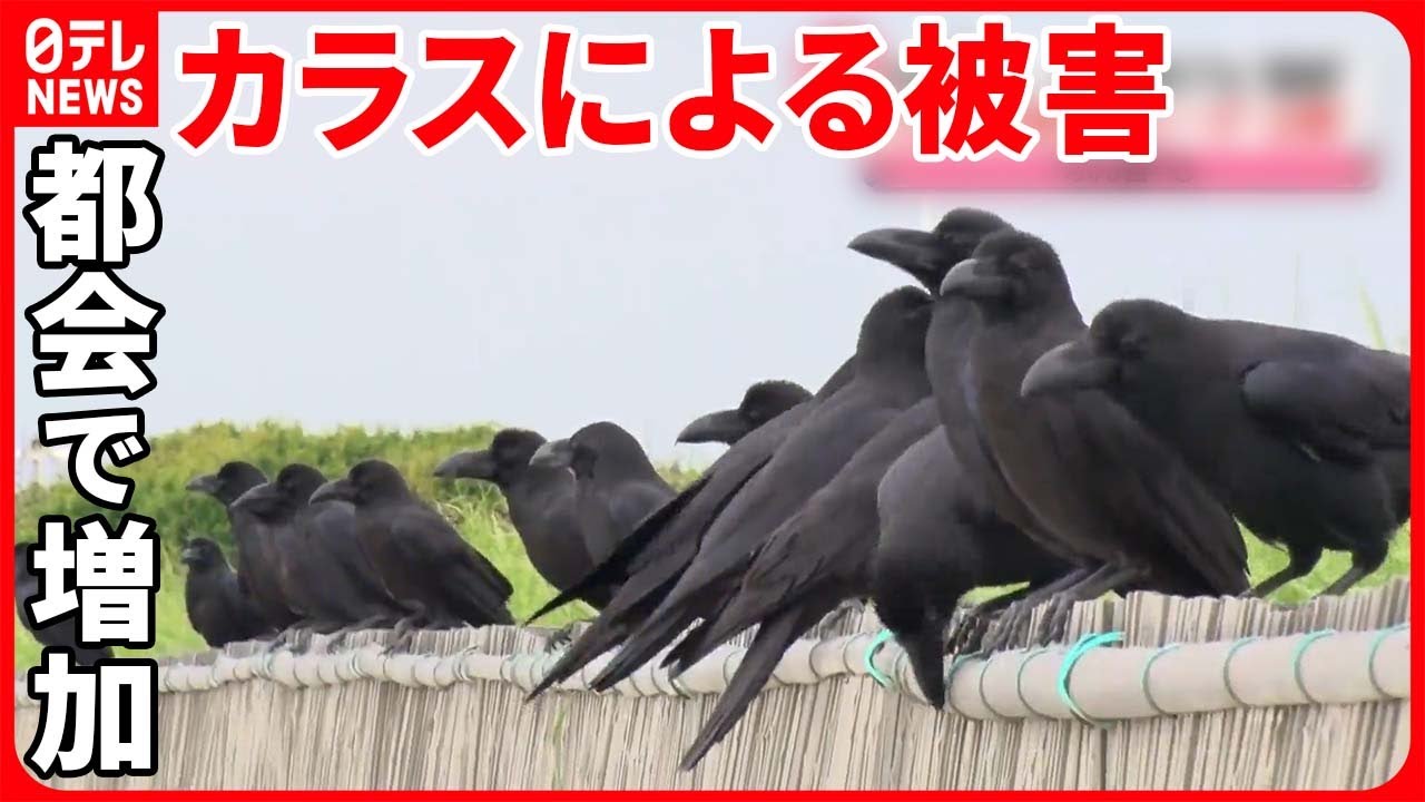 【カラス被害】都会で増加 ゴミ増加でエサが豊富 “繁殖シーズン”で人への襲撃も… - YouTube