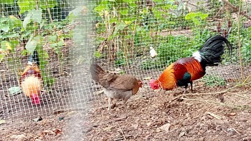 พ่อพ้นป่า100ห้าวมากแล้ว tus qau qaib qus khav heev lawm