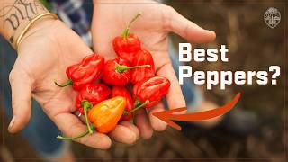 How We Designed a New Pepper🔥🔥🌶️