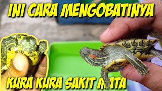 KURA KURA BRAZIL SAKIT MATA❗❗INI BEBERAPA CARA MENGOBATINYA