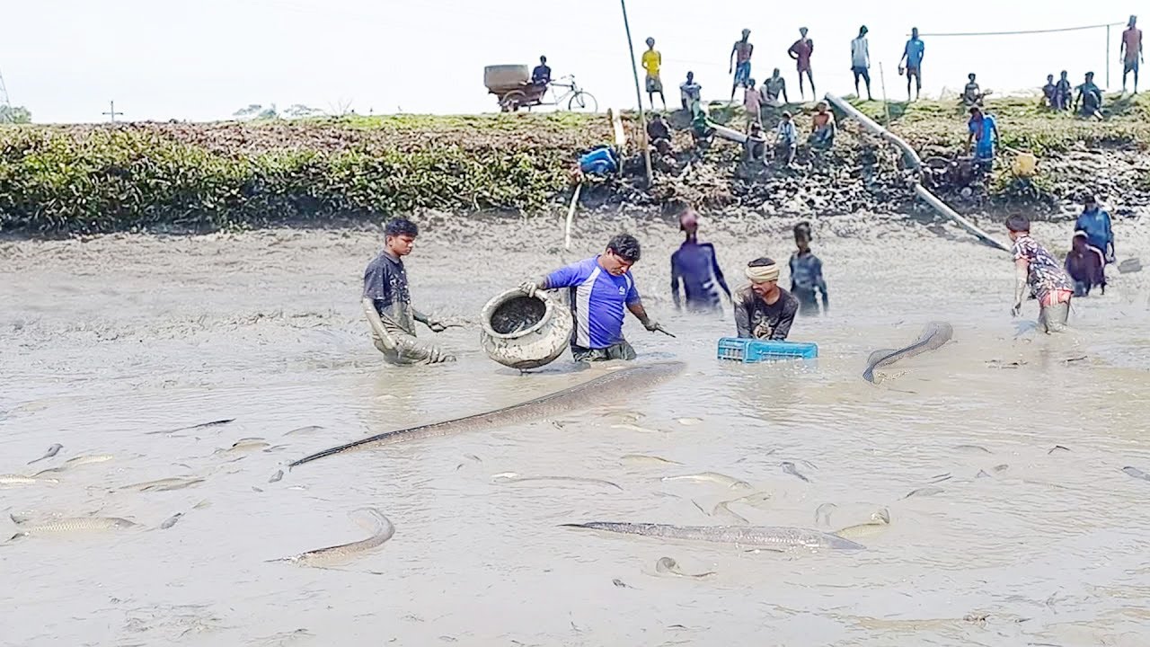 Amazing Villagers are Catching Big Fish in Cold & Mud Water ।FF Fish ...