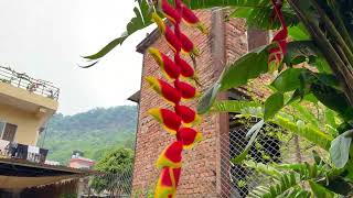 Gloomy skies.Soft music.Perfect pause.📍 Pokhara Lakeside