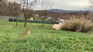 Cheetah Cubdate: Amabalas Cubs Venture Outside
🐆👀 Cant spot the family on our Cheetah Cub Cam? They may be in their yard!
Carnivore keeper Amber Dedrick captured this recent video of Amabala and her cubs enjoying the great outdoors. The cubs are growing quickly, vocalizing often and spending more time exploring their surroundings under Amabalas supervision. But dont worry, they are still regularly snuggling in the dens, too!
Watch the Cheetah Cub Cam now: https://s.si.edu/48rXwSD Cheetah Cubdate: Amabalas Cubs Venture Outside