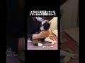 足が不自由なミィちゃんのために #下半身麻痺猫 #保護猫 #動物整体