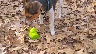 Rickie the Rat Terrier Chases the Green Squirrel
