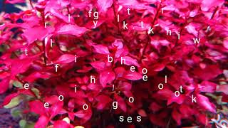 Ludwigia Mini Super Red
