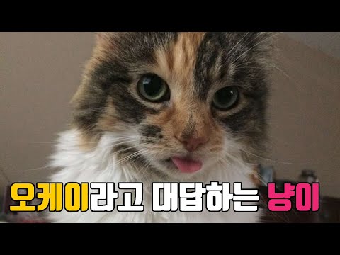 심장주의! 진짜 &amp;#39;오케이&amp;#39;라고 대답하는 고양이