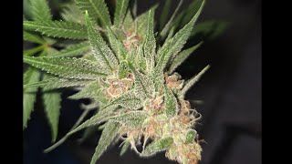 WEedNerdWorld 5/23/26