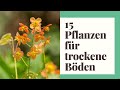 15 Pflanzen für trockene Böden und heiße Sommer