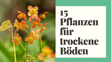 Welche Pflanzen eignen sich für nasse Böden?