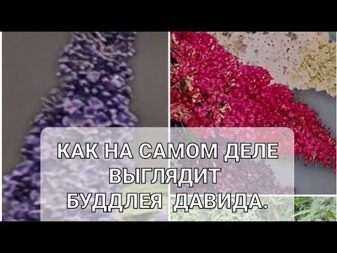 Буддлея Давида из семян. И стоит ли сажать её на своём участке. Буддлея Давида из семян. И стоит ли сажать её на своём участке.