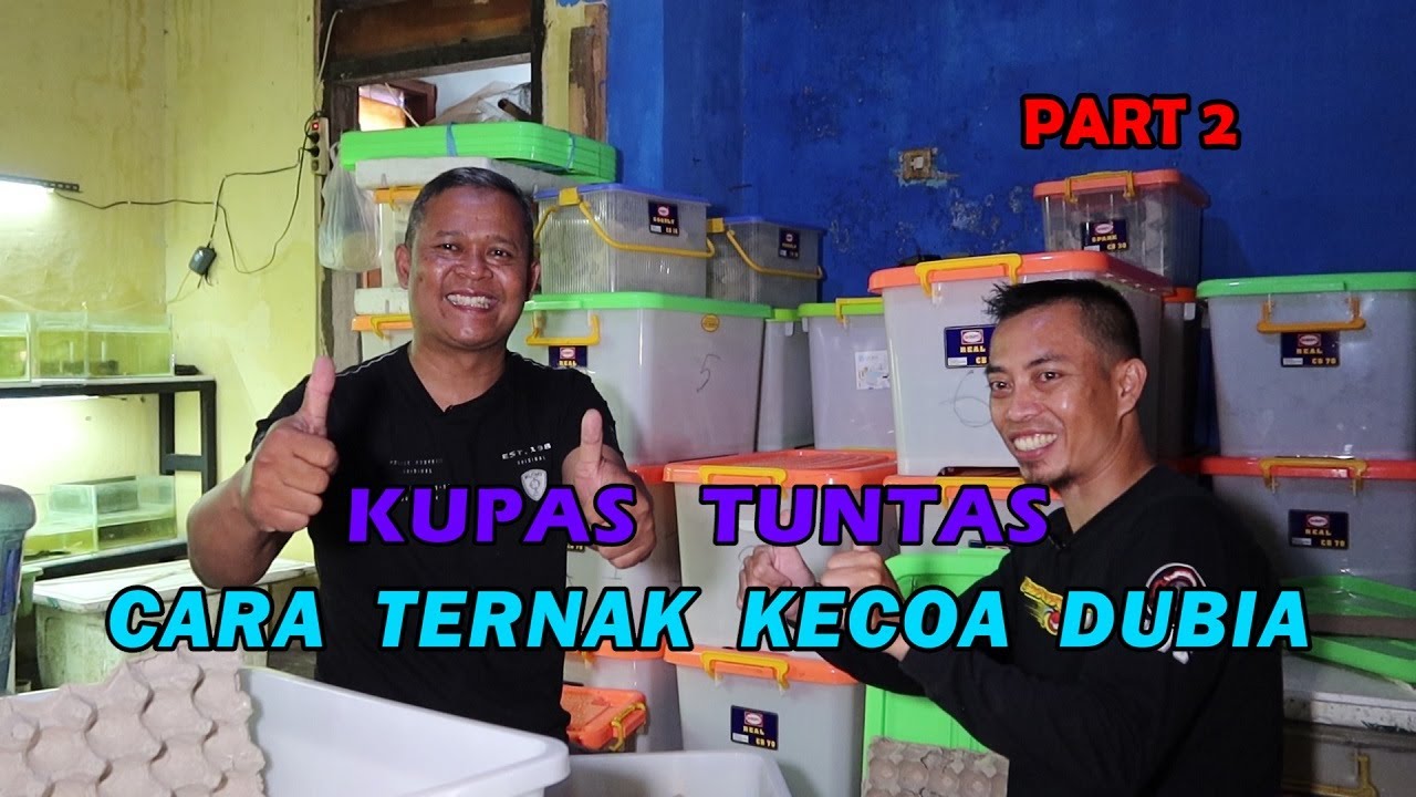 PART II : CARA TERNAK KECOA DUBIA 