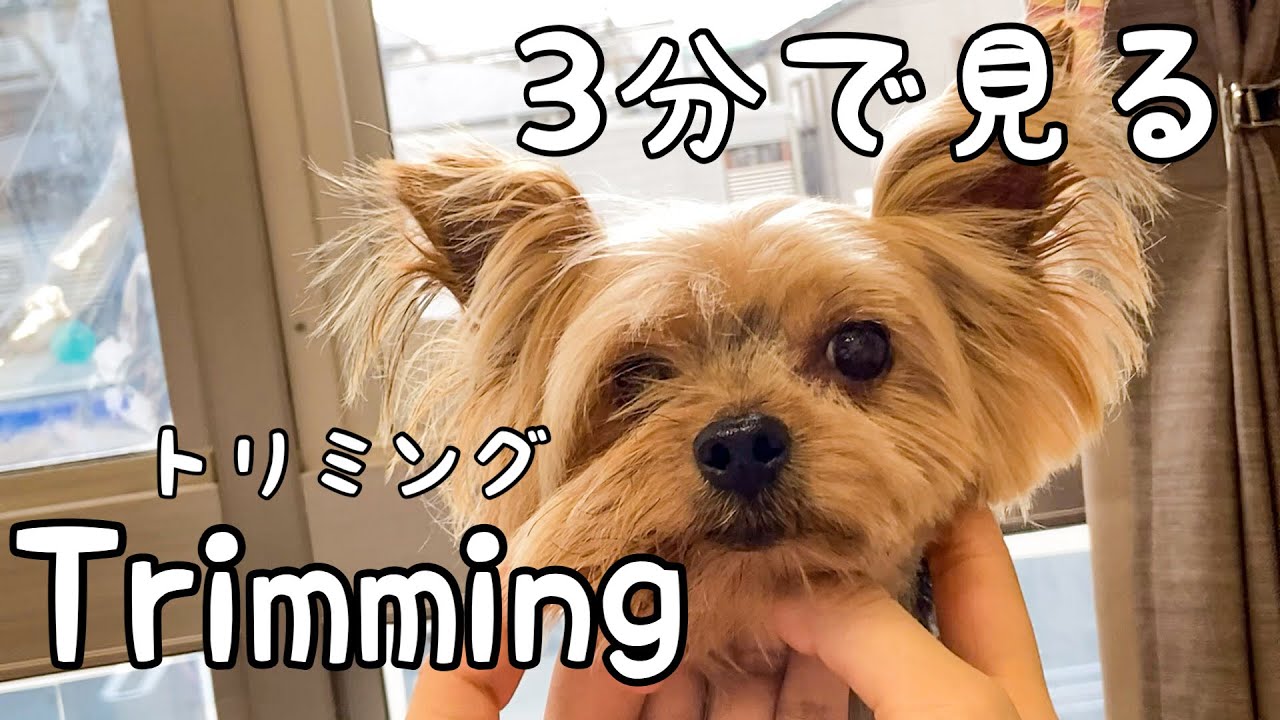 3分で見るヨークシャテリアの顔半分カット 兵庫ペット医療センター トリミング尼崎本院 Happy Dog Glooming Youtube