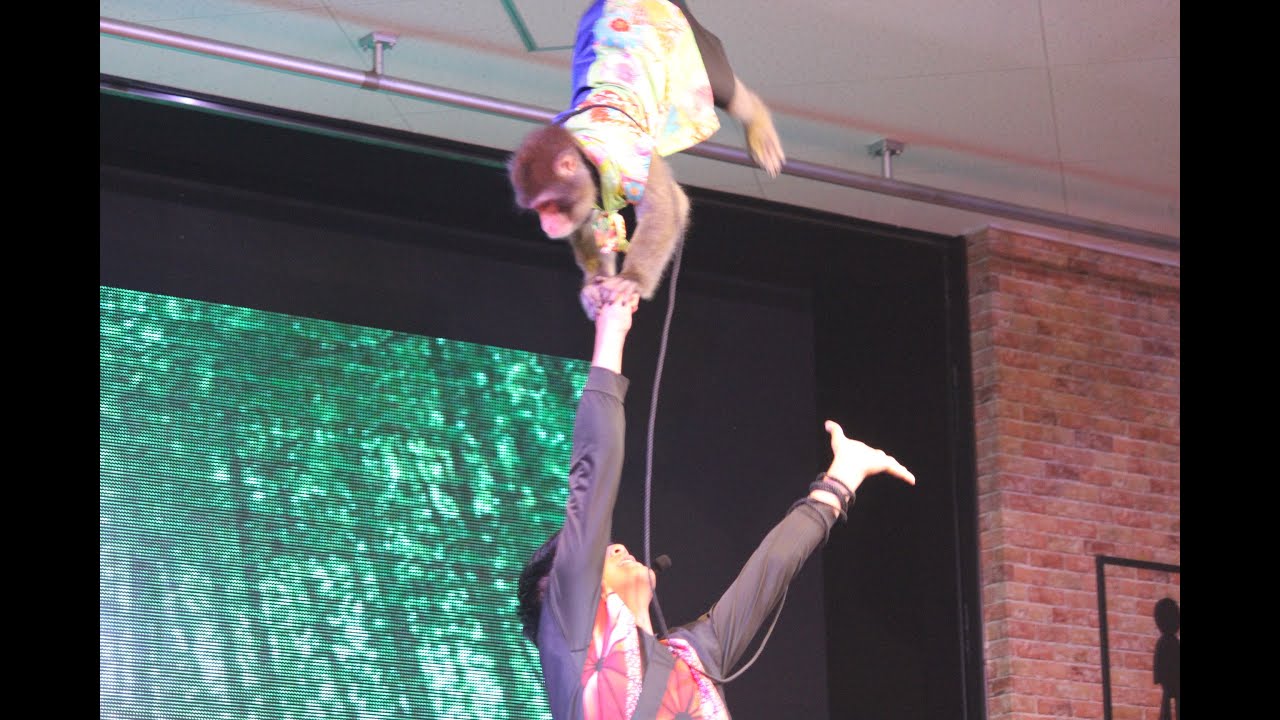 神戸モンキーズ劇場 豪華4組による特別公演(期間限定) YouTube