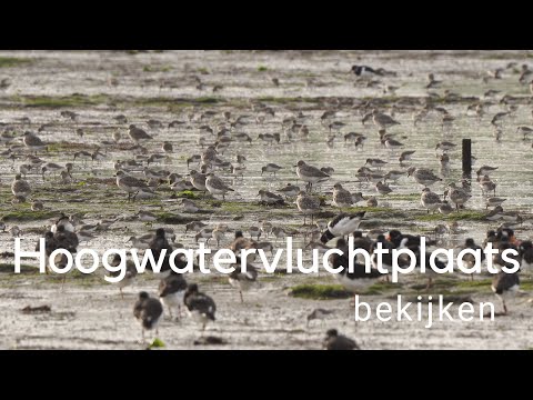 Hoogwatervluchtplaats bezoeken / Waders at high tide #490