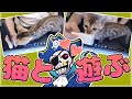 【Mondo切り抜き】猫ちゃん×モンドの実写配信で可愛いが渋滞www【APEX】【アラちゃん】