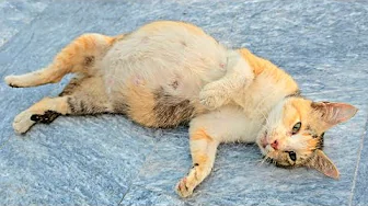After we helped a cat 🐱  mom give birth, something incredible happened.🐈🐱