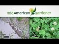 Mid-American Gardener With Dianne Noland - June 18th, 2015