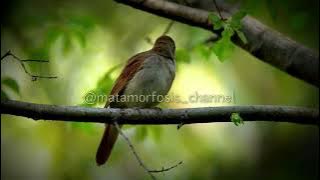 GACOR...!!! || Sikatan Londo Asli Hutan || nightingale song bird